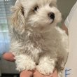 Bichon Havanese kiskutyák