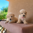 Maltipoo