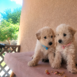 Maltipoo