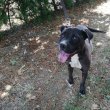 Staffordshire terrier