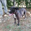 Staffordshire terrier