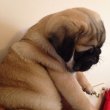 Registered Pug puppies for sale 