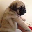 Registered Pug Puppies for sale 