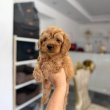 Goldendoodle Gyönyörű Kölykök