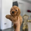 Goldendoodle Gyönyörű Kölykök