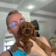Goldendoodle Gyönyörű Kölykök