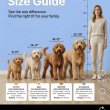 Goldendoodle Gyönyörű Kölykök