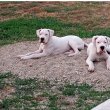 Argentin dog kiskutyàk szerb-magyar pàrosítàsból 