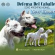 Argentin dog kiskutyàk szerb-magyar pàrosítàsból 