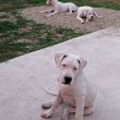 Argentin dog kiskutyàk szerb-magyar pàrosítàsból 