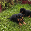 Eladó Rottweiler kölykök, 1 szuka, 1 kan