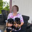Eladó Rottweiler kölykök, 1 szuka, 1 kan