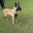 Malinois Belga Juhászkutya