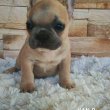 Eladó kölyök Francia bulldog kiskutyák