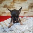 Eladó kölyök Francia bulldog kiskutyák