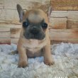 Eladó kölyök Francia bulldog kiskutyák