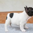 Kedves francia bulldog kölykök