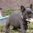 Egészséges bulldog kölykök