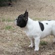 Egészséges bulldog kölykök