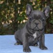Imádjuk a francia bulldog kölyköket!