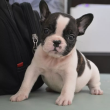 Imádjuk a francia bulldog kölyköket!