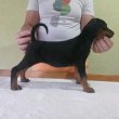Minőségi dobermann kölykök