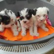 Yorkshire terrier biewer kiskutyák