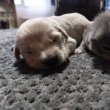 Golden retriver babák foglalhatóak ❣️