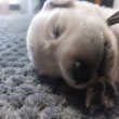 Golden retriver babák foglalhatóak ❣️