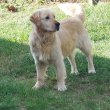 Golden retriver babák foglalhatóak ❣️