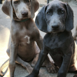 Weimari vizsla kölykök 
