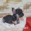 Francia bulldog kutyusok 
