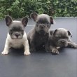 francia bulldog kölykök