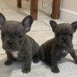francia bulldog kölykök