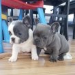 francia bulldog kölykök