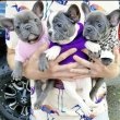 francia bulldog kölykök