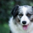 Border Collie - Blue merle felnőtt kutya  