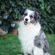 Border Collie - Blue merle felnőtt kutya  