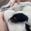 Jack Russel terrier