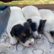 Jack Russel terrier