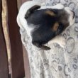 Jack Russel terrier