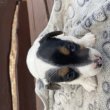 Jack Russel terrier
