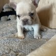 Gyönyörű francia bulldog kölykök örökbefogadásra
