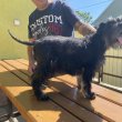 törpe schnauzer jellegű kan