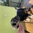 törpe schnauzer jellegű kan