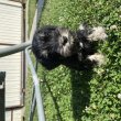 törpe schnauzer jellegű kan