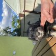 törpe schnauzer jellegű kan
