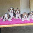 Beagle