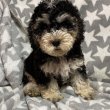 Eladó Cockapoo kiskutyák kaposváron