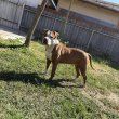 Staffordshire terrier örökbe fogadható